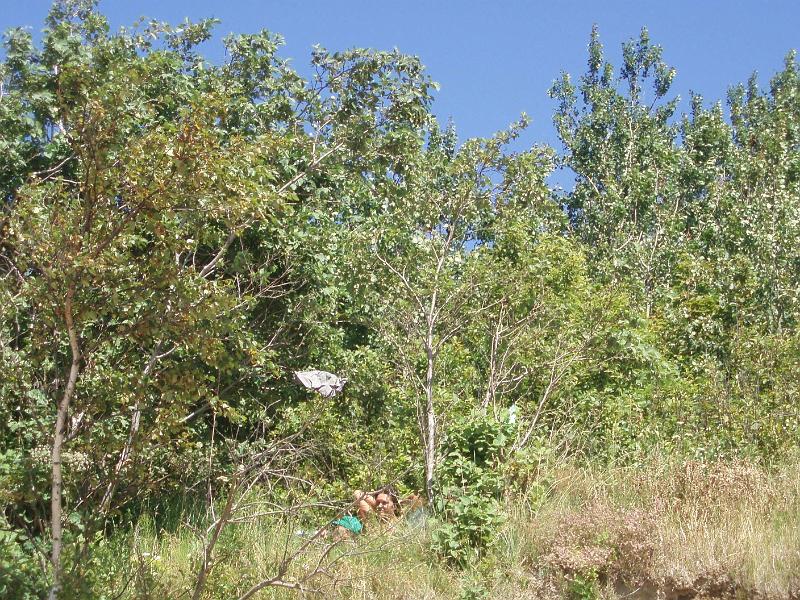 P7240161.JPG